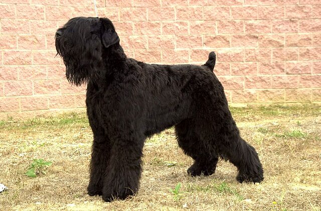 Russian Black Terrier