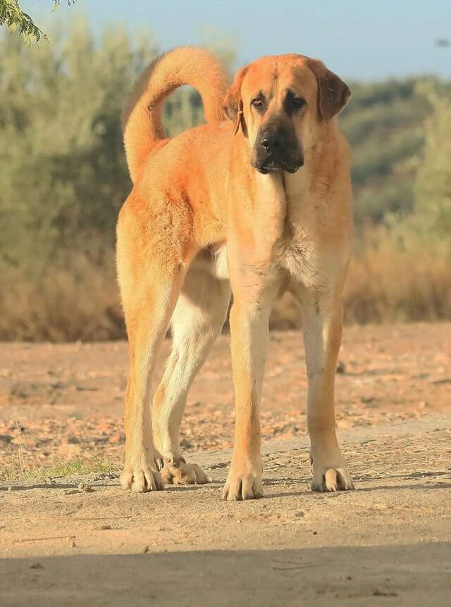 Spanish Mastiff