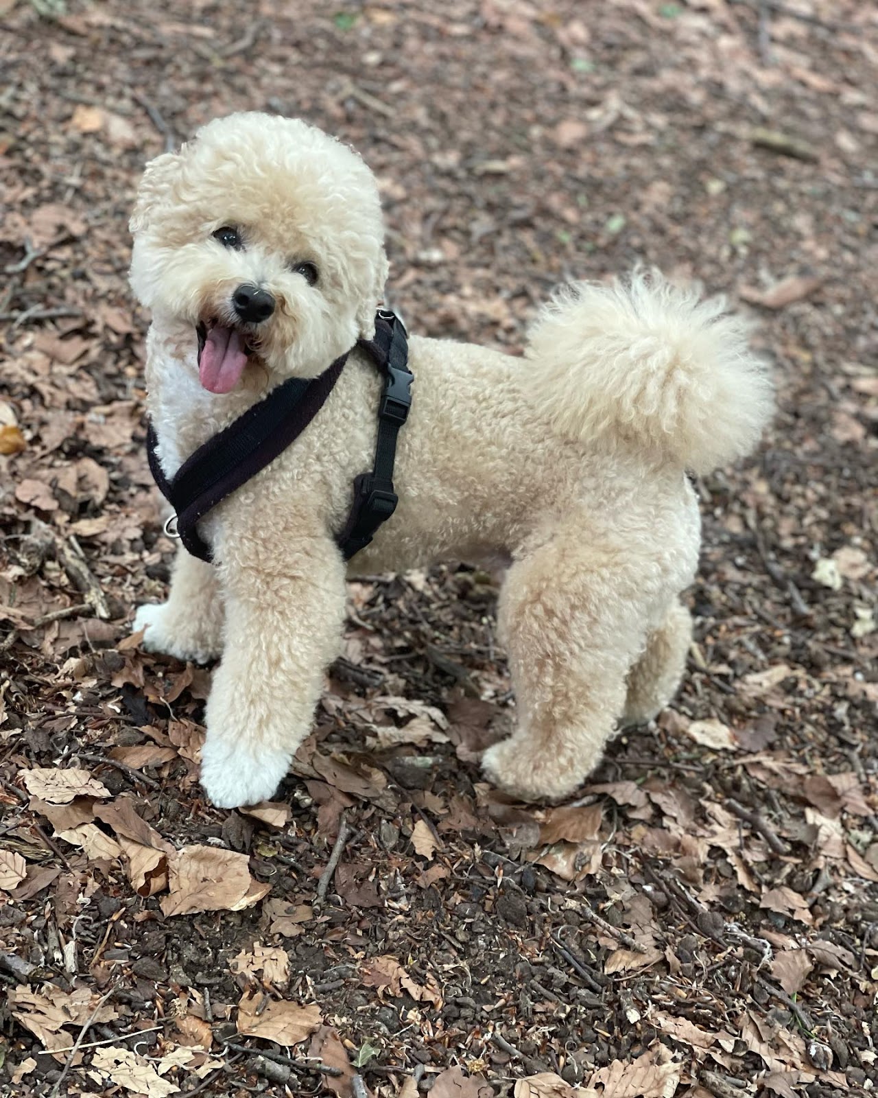Poochon