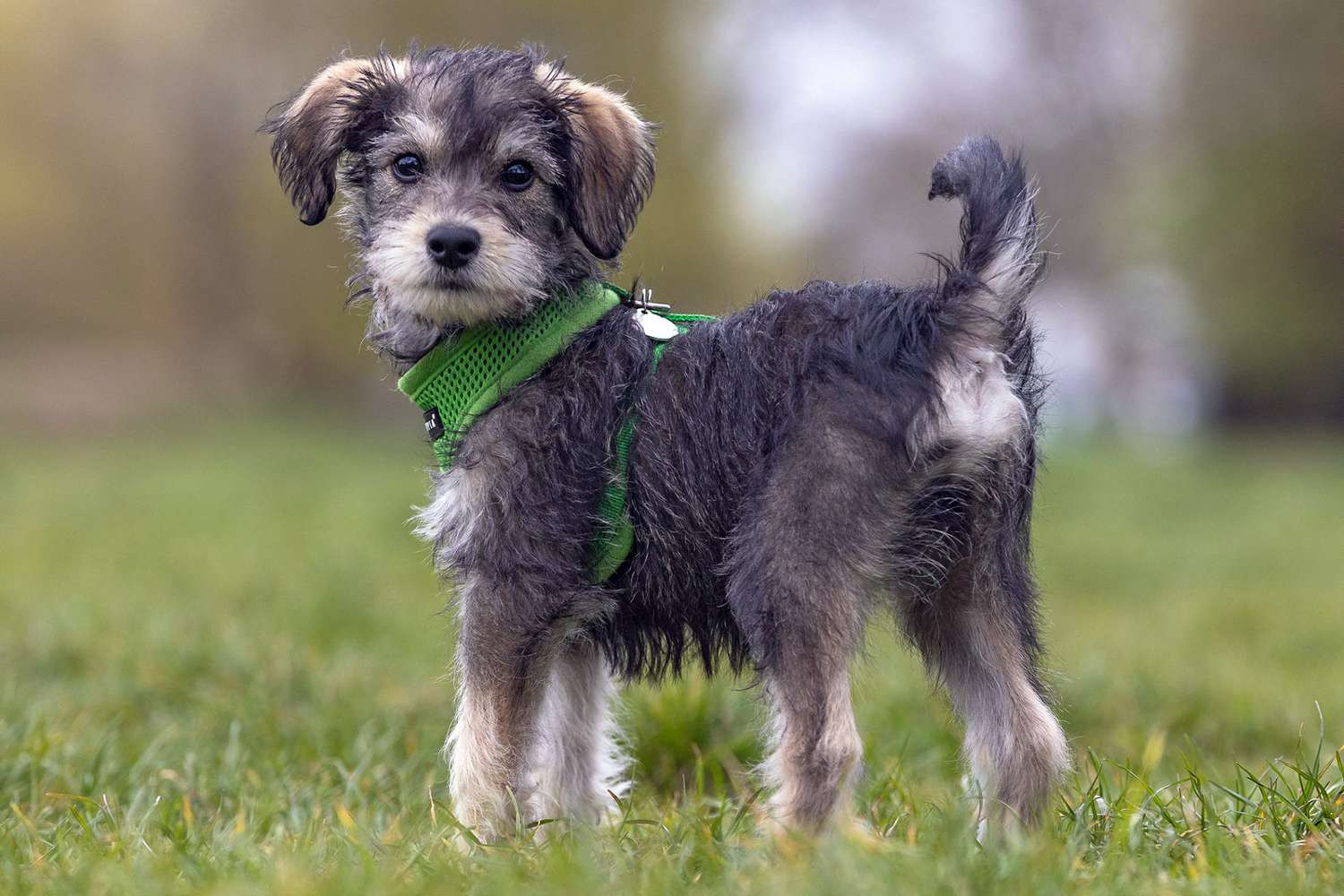Schnoodle