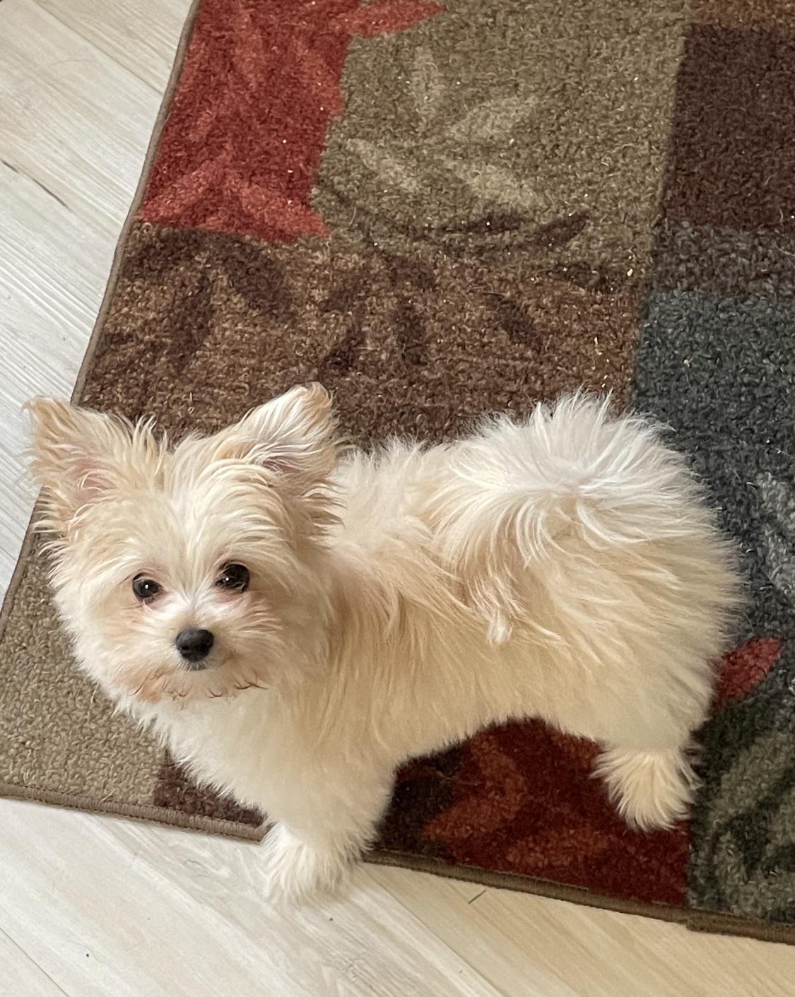 Maltipom