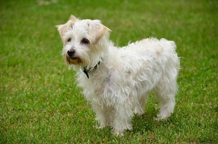 Jackapoo
