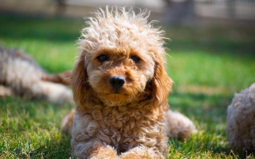 Cavoodle