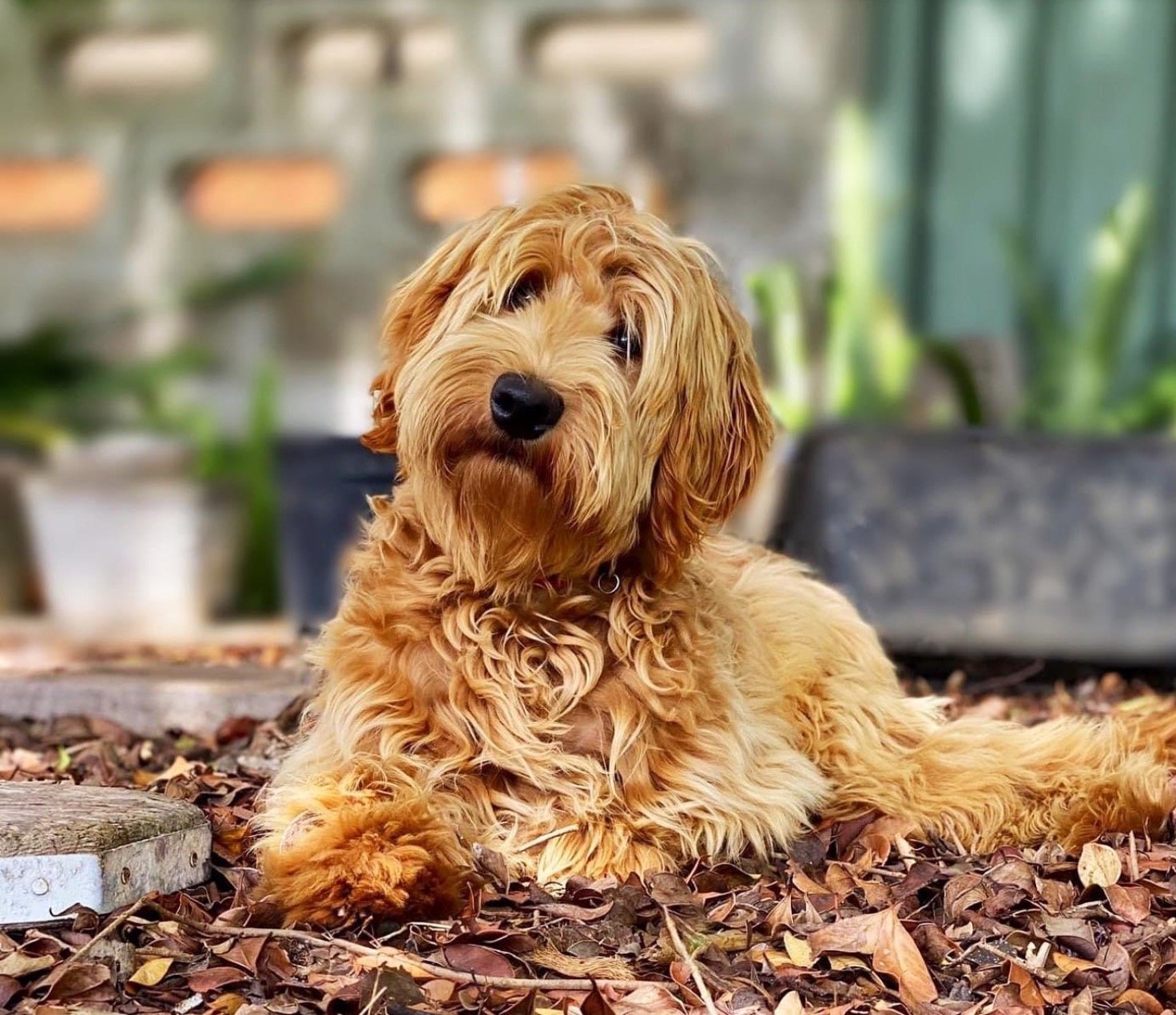 Australian Cobberdog