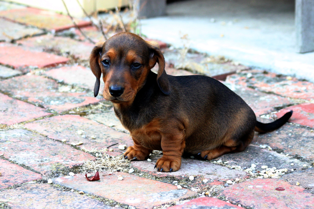 Dachshund (Miniature)