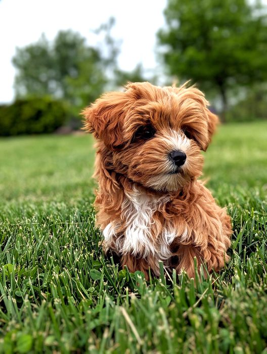 Yorkipoo