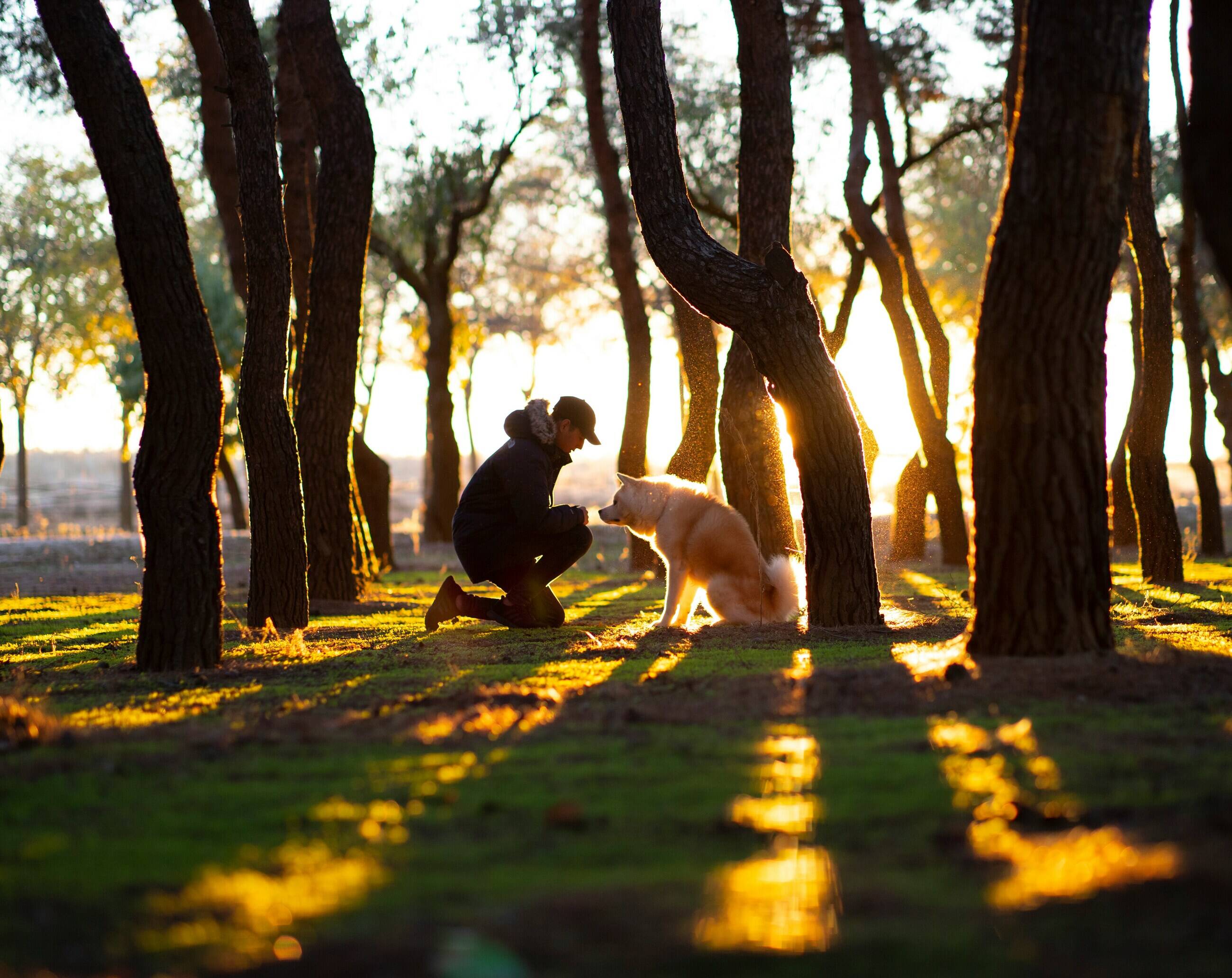 An Australian owner with their dog in golden light